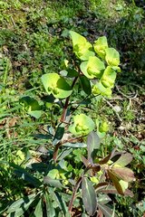 Euphorbia amygdaloides