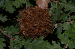 Andricus caputmedusae