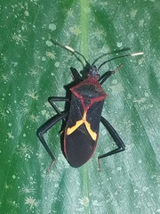 Leptoscelis tricolor