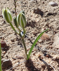 Albuca longipes