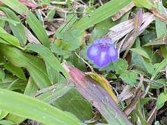 Torenia