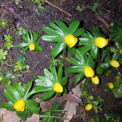 Eranthis hyemalis