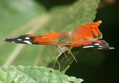 Hypanartia trimaculata