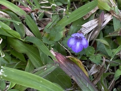 Torenia