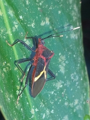 Leptoscelis tricolor