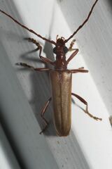 Centrodera decolorata