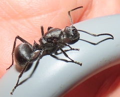 Polyrhachis schistacea