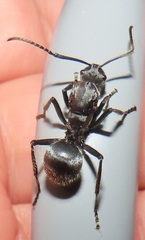 Polyrhachis schistacea