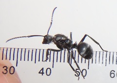 Polyrhachis schistacea