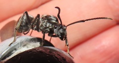 Polyrhachis schistacea