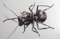 Polyrhachis schistacea