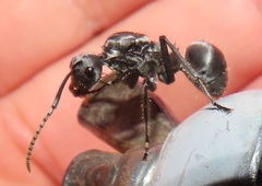 Polyrhachis schistacea