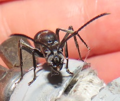 Polyrhachis schistacea