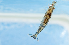 Atyaephyra desmarestii