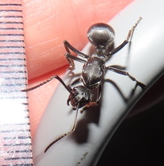 Polyrhachis schistacea