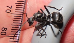 Polyrhachis schistacea
