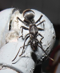 Polyrhachis schistacea