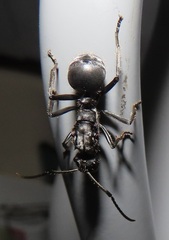 Polyrhachis schistacea