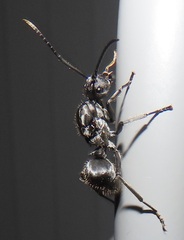 Polyrhachis schistacea