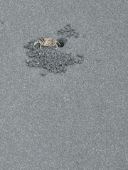 Ocypode gaudichaudii