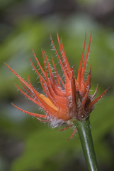 Gurania huebneri