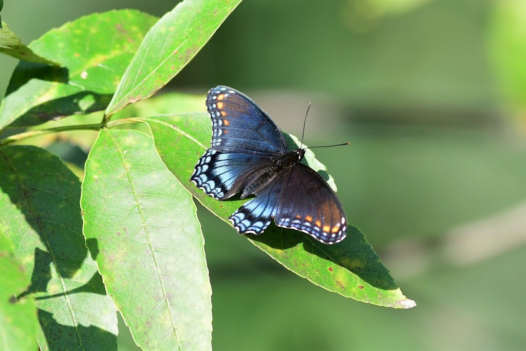 red-spotted-purple-from-lancaster-county-ne-usa-stagecoach-lake