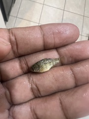 Cyprinodon variegatus variegatus