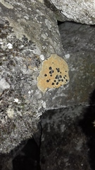 Lecidea lithophila