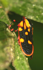 Mahanarva costaricensis