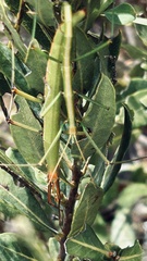 Macynia labiata