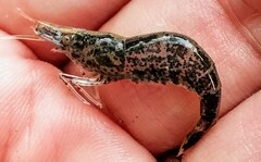 Atyaephyra desmarestii