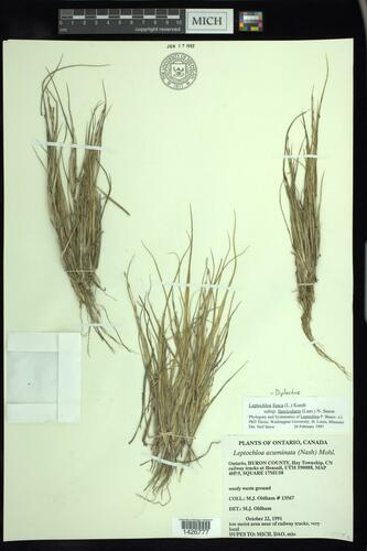 Leptochloa fusca iNat (3)