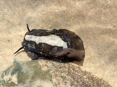 Scutus antipodes