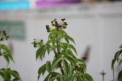 Jatropha gossypiifolia