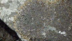 Xanthoparmelia verruculifera