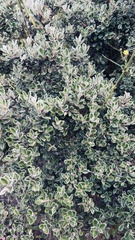 Podalyria burchellii