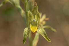 Chloraea cristata