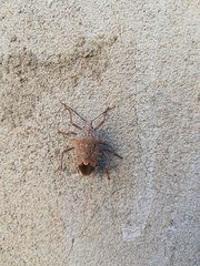 Apodiphus integriceps