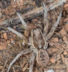 Lycosa hispanica