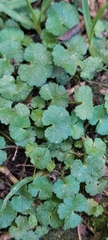 Hydrocotyle bonplandii