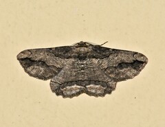 Menophra berenicidaria