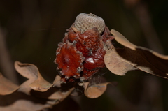 Andricus dentimitratus