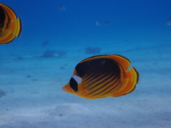 Chaetodon fasciatus