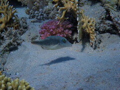 Canthigaster margaritata