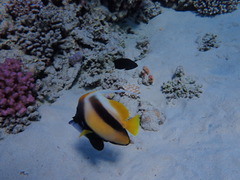 Heniochus intermedius