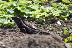 Ctenosaura acanthura
