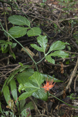 Gurania huebneri