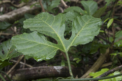 Gurania huebneri