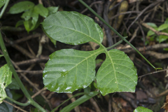 Gurania huebneri