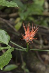 Gurania huebneri